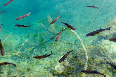 Animals fishes corals