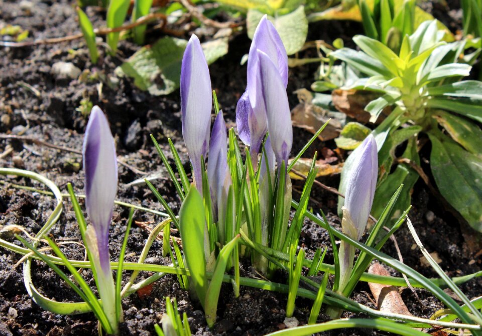 Nature flower plant
