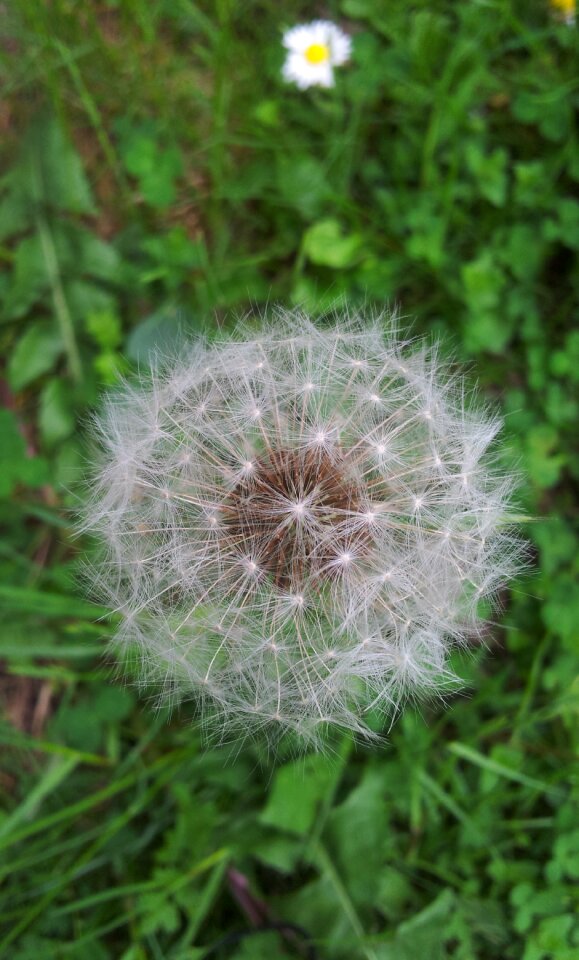 Flower flowers plants