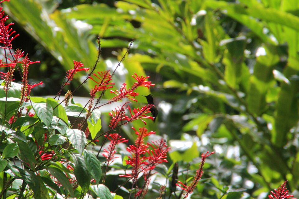 Barbados nature bird