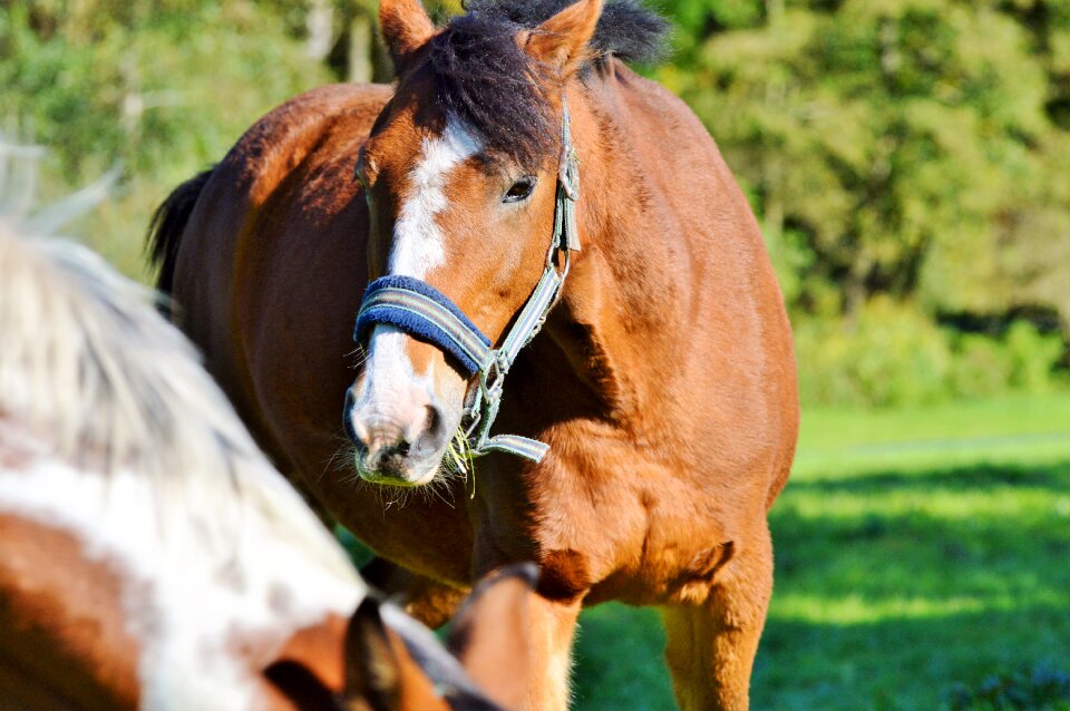 Equestrian coupling animal