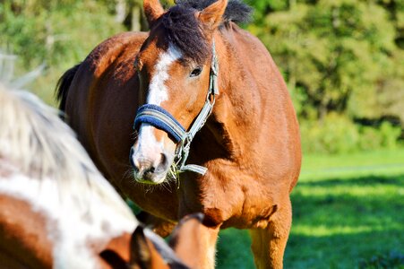 Equestrian coupling animal