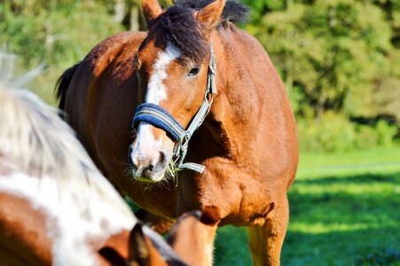 Equestrian coupling animal photo