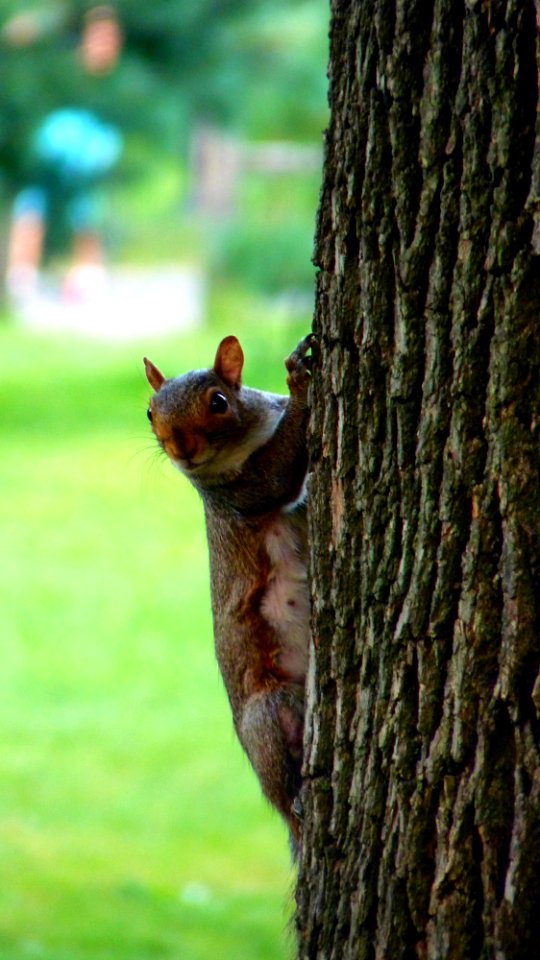 New-york (140)