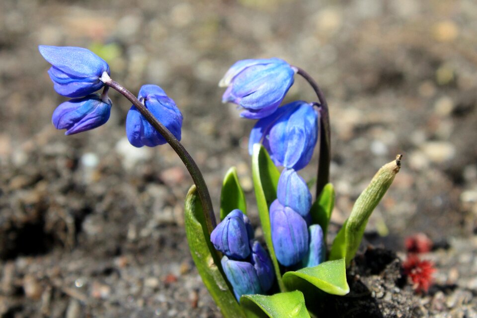 Nature flower plant
