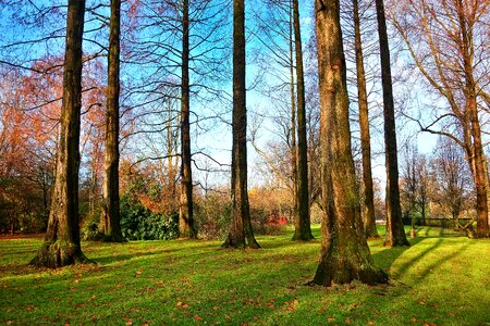 Slender park grove
