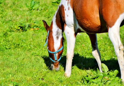 Equestrian coupling animal