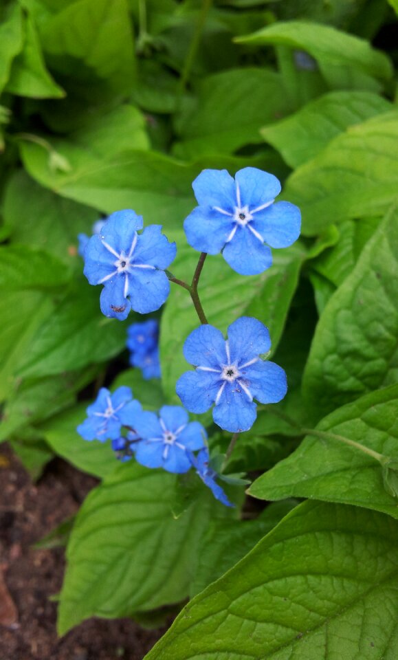 Flower garden discount