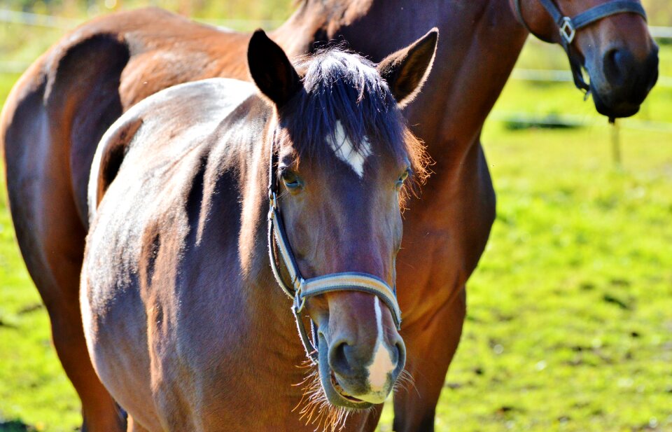 Equestrian coupling animal