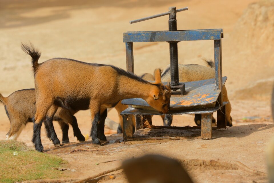Goat animal Free photos