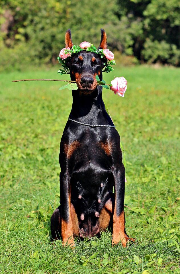 Rose sitting sweet