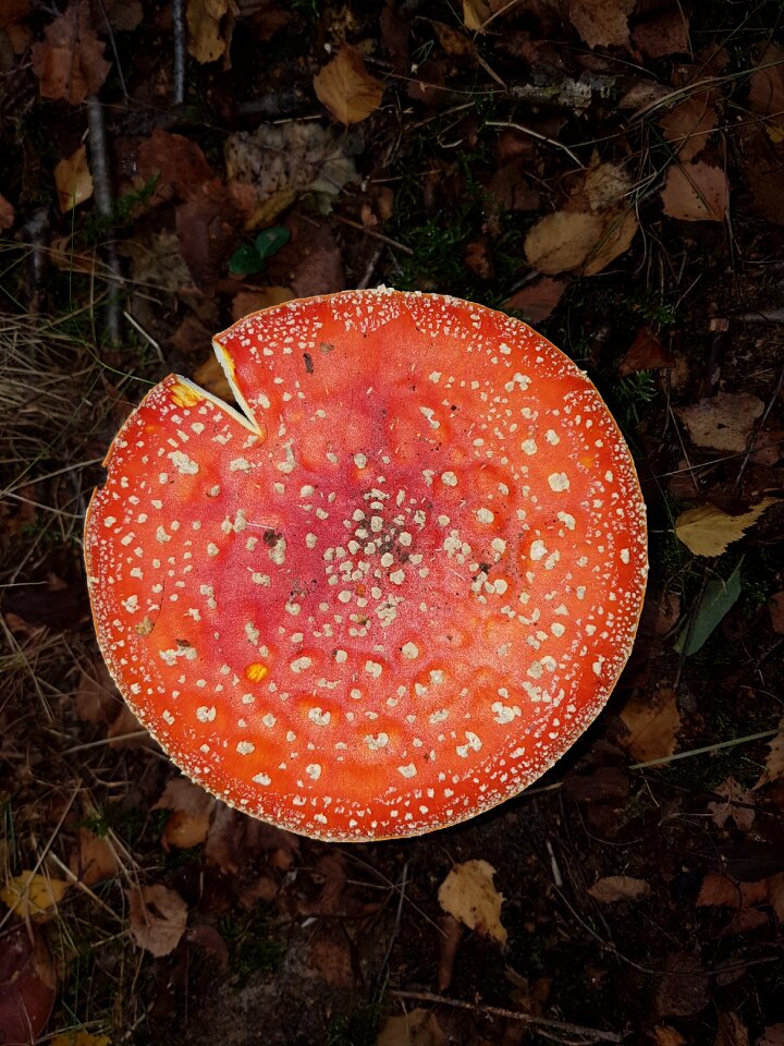 Nature mushroom forest land