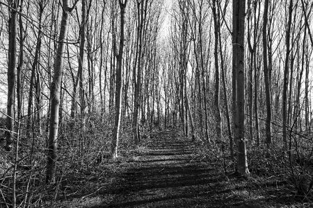 Branch shadow pathway