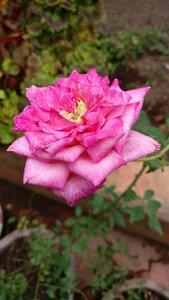 Flower summer nature