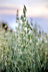 Summer harvest cereals
