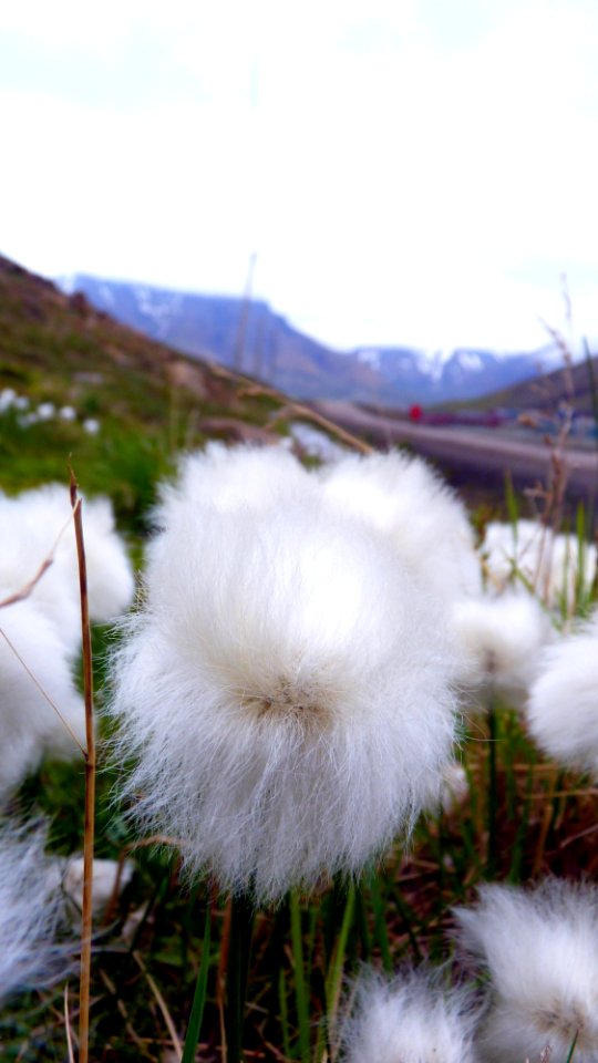 23-07 (55) Longyearbyen
