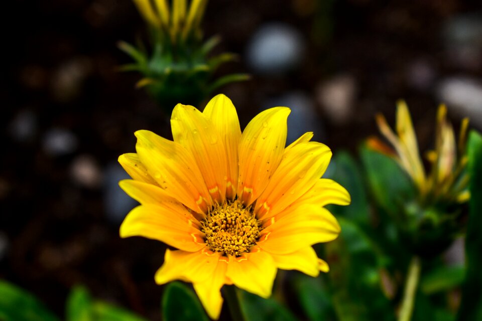 Flower plant petal