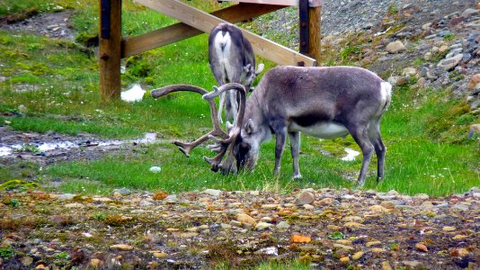 23-07 (41) Longyearbyen