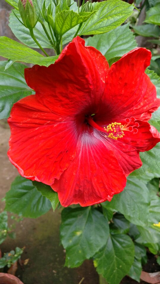 Plant summer blossom