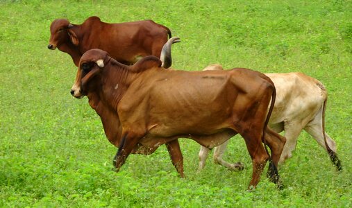 Bull cow brahman photo
