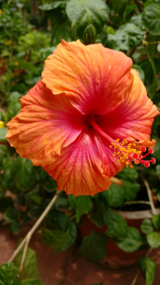 Flower tropical nature