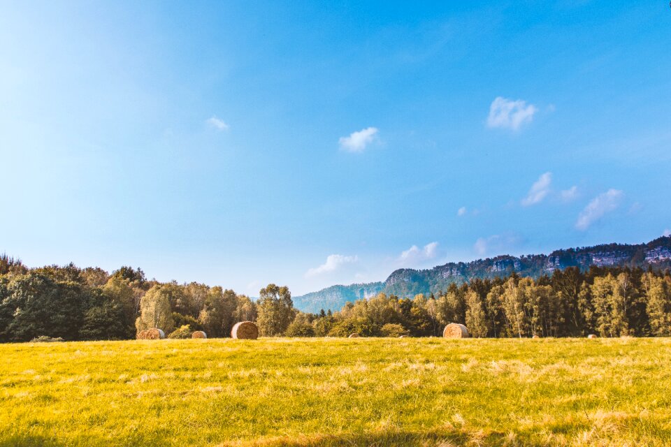 Hay trees plants
