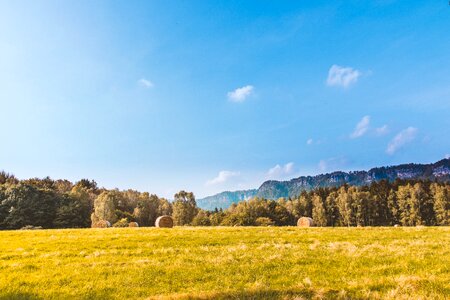 Hay trees plants photo