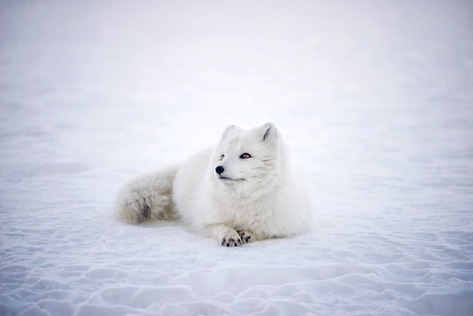 Wildlife snow winter