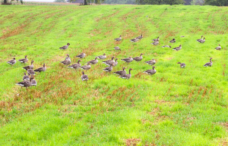 Water bird poultry migratory bird