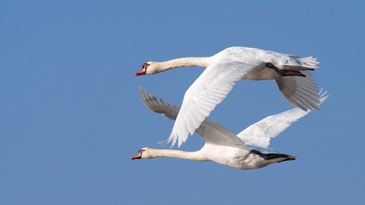 Swans flight sky photo