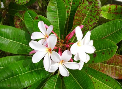 Frangipani blossom nature