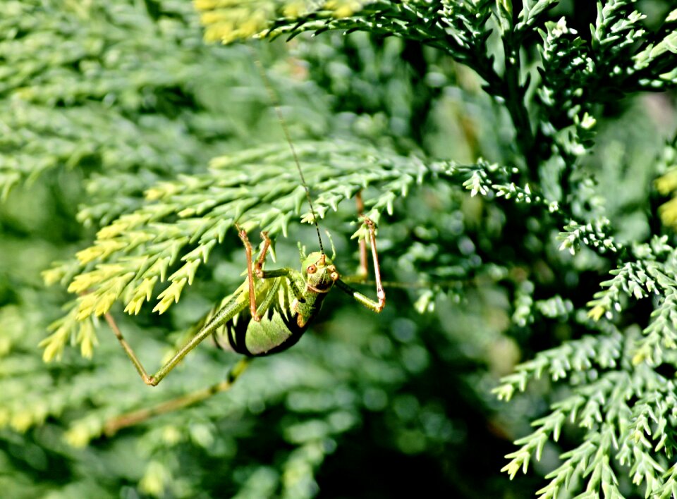 Ensifera insect green