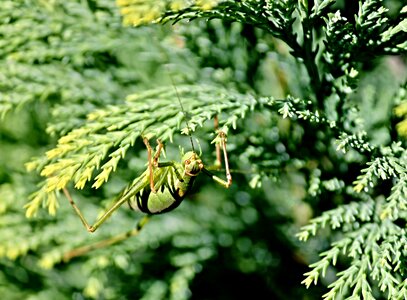 Ensifera insect green photo