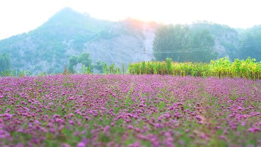 Lavender vanilla flowers