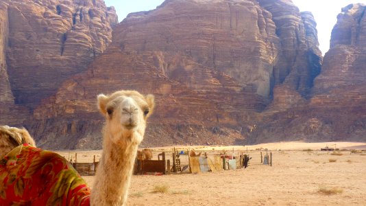 Jour 11 - Wadi Rum (21)