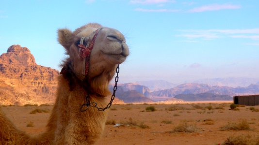 Jour 11 - Wadi Rum (19)