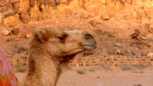 Jour 11 - Wadi Rum (20)
