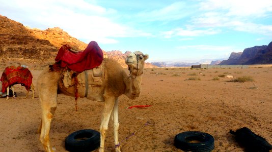 Jour 11 - Wadi Rum (18)