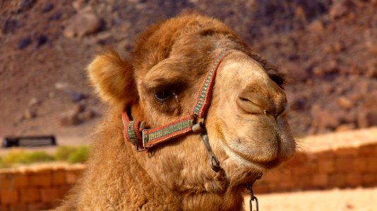 Jour 11 - Wadi Rum (22)