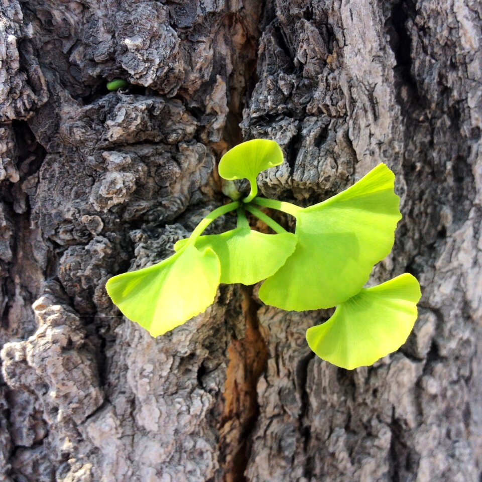 Bud tree ginkgo trees