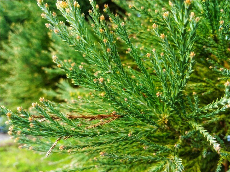 Pine trees green Free photos