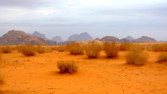 Jour 09 - Wadi Rum (4)