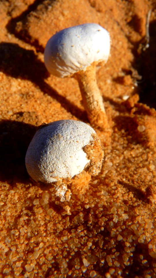 Jour 08 - Wadi Rum (48)