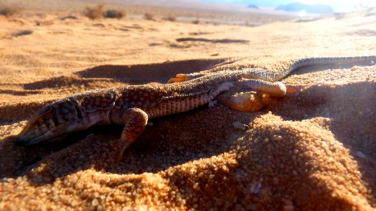 Jour 08 - Wadi Rum (49)