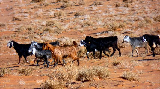 Jour 08 - Wadi Rum (52)