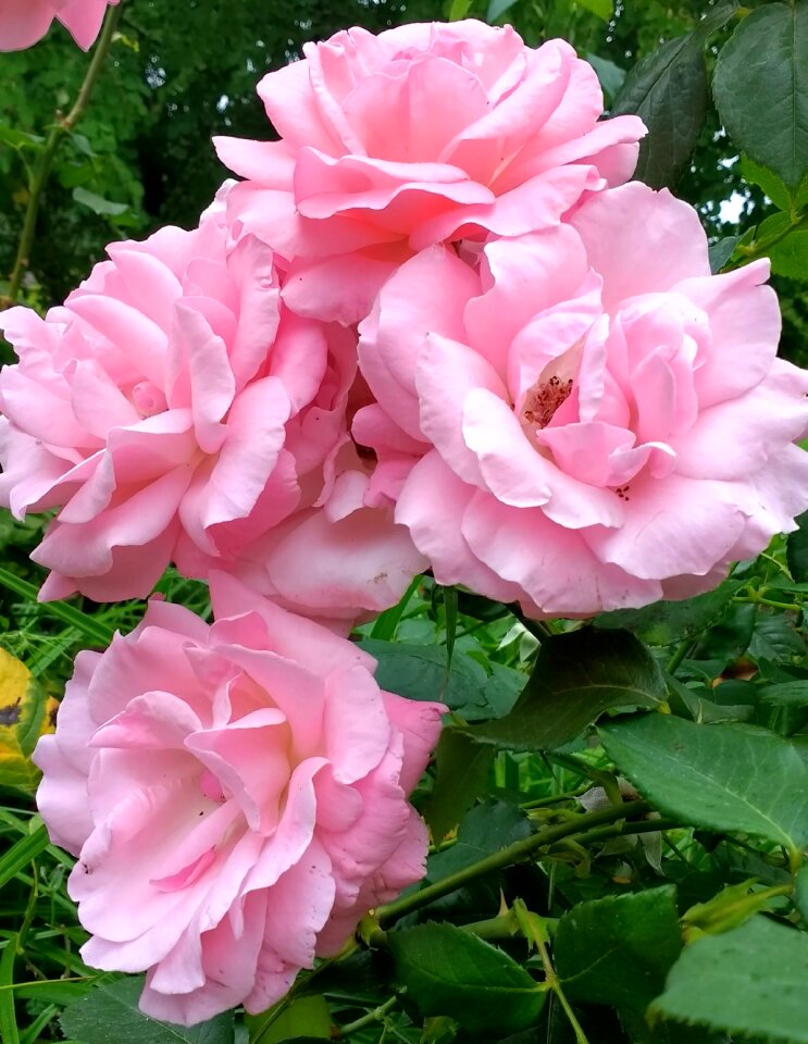 Flower floral nature