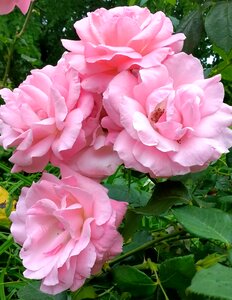 Flower floral nature
