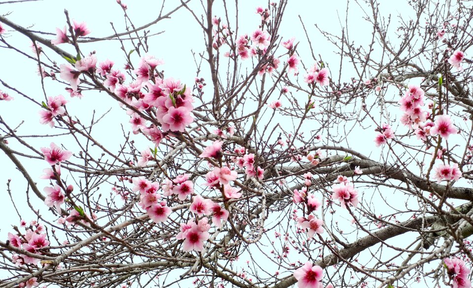 Nature bloom pink