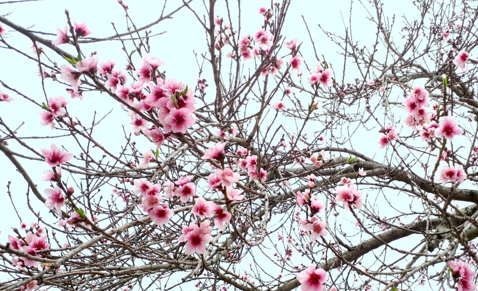 Nature bloom pink photo