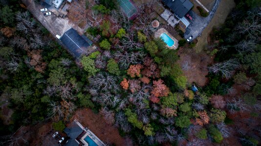 Plant nature rooftop photo